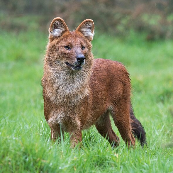 Dhole