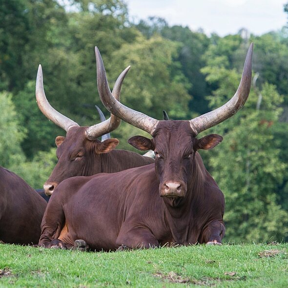 Ankole Cow
