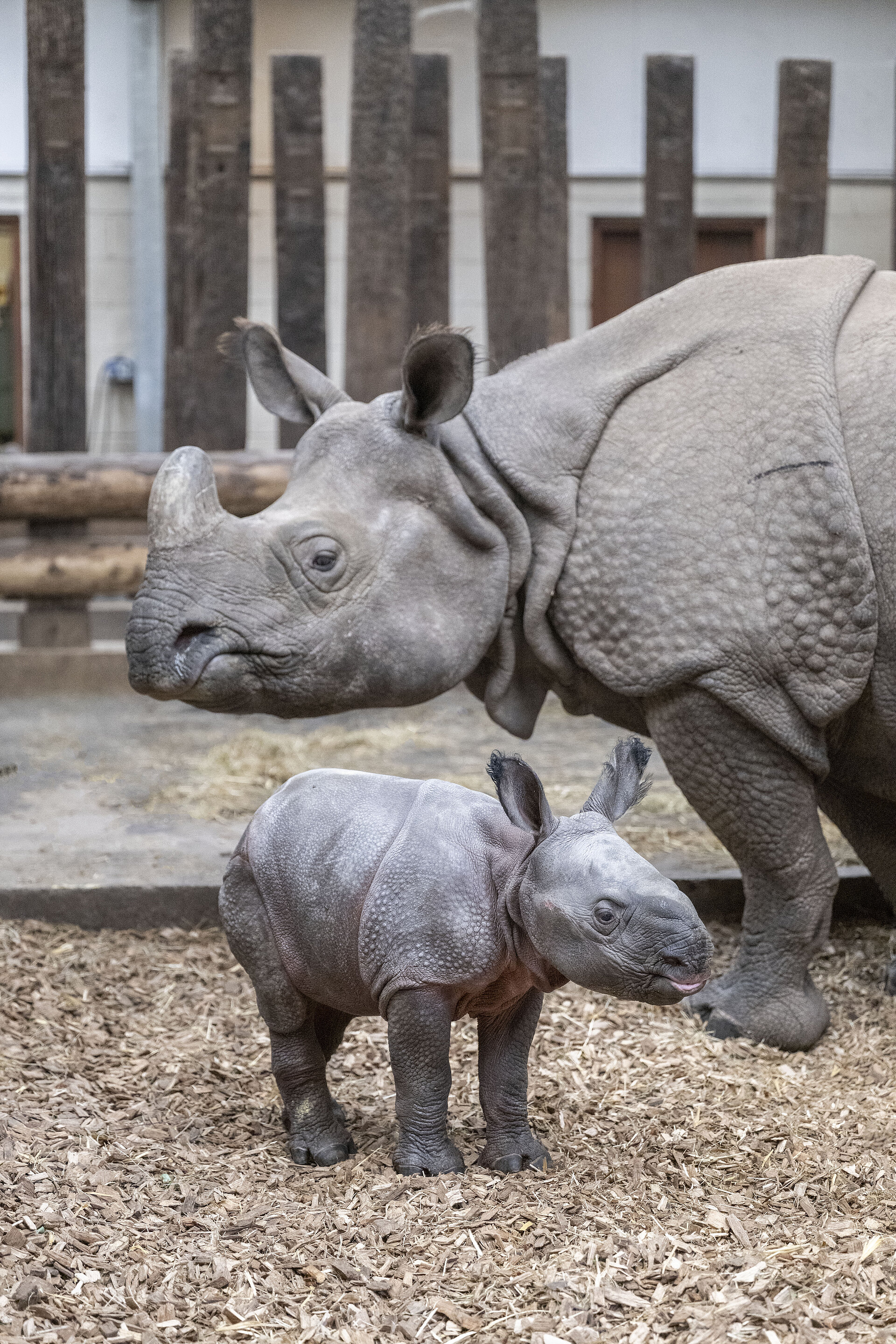 Indian rhino calf standing next to its parents in their habitat at West Midlands Safari Park
