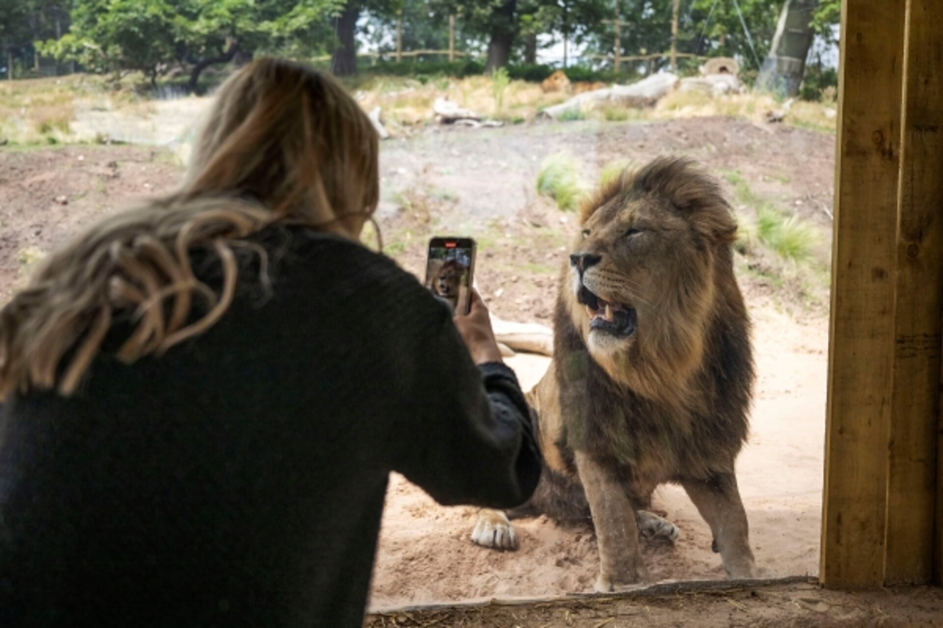 child looking at a tiger through glass window on the grass at West Midlands Safari Park