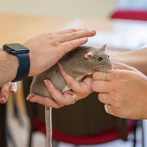 Person holding a small animal during a phobias workshop at West Midlands Safari Park, participating in a hands-on experience designed to build confidence around animals