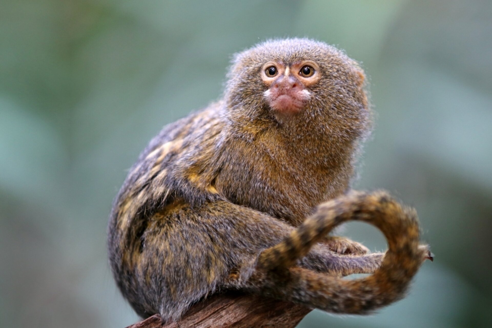marmoset in its habitat at West Midlands Safari Park