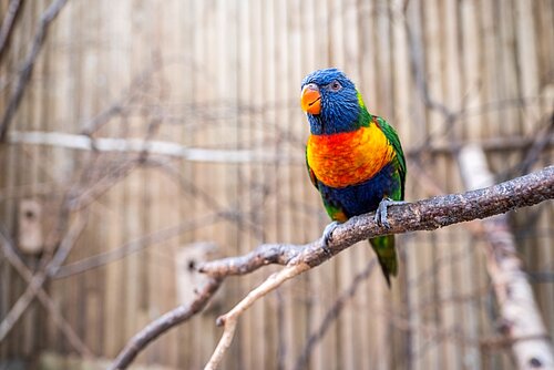 Rainbow Lorikeet