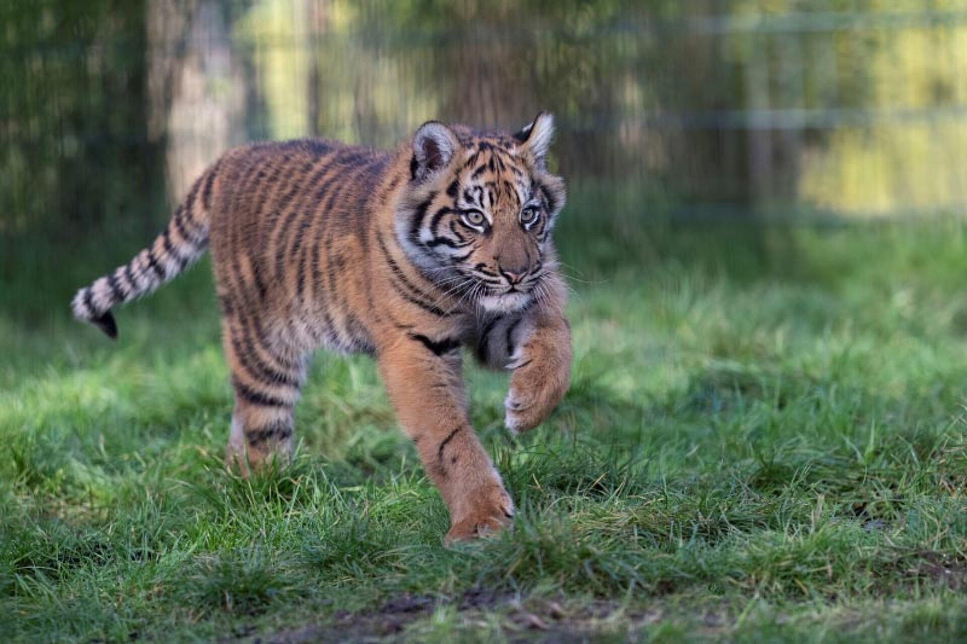child looking at a tiger through glass window on the grass at West Midlands Safari Park