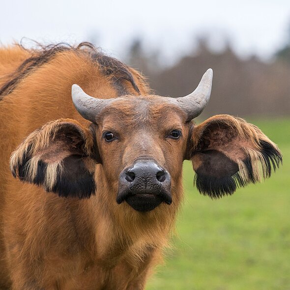Congo Buffalo