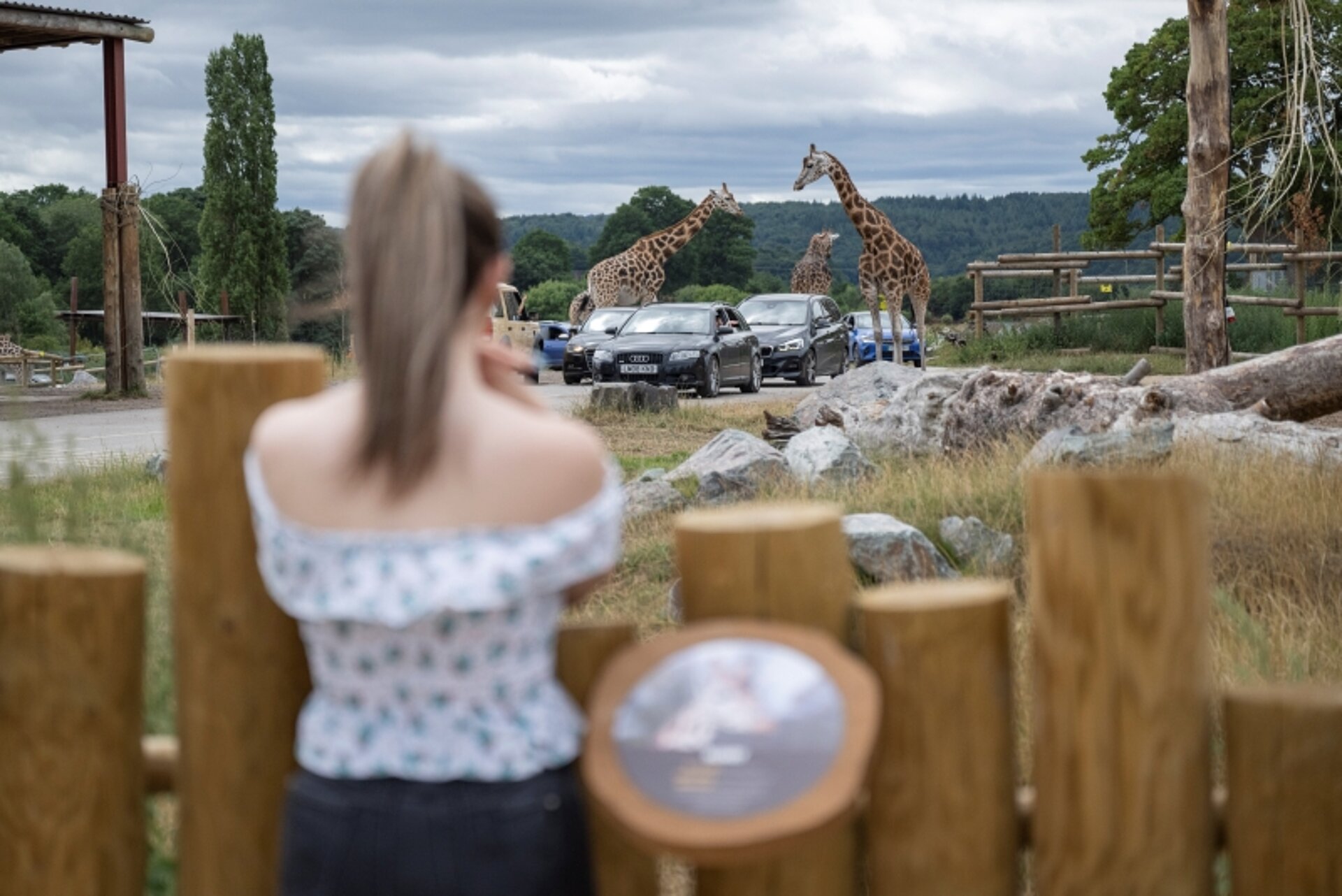 girl looking at a giraffe at West Midlands Safari Park