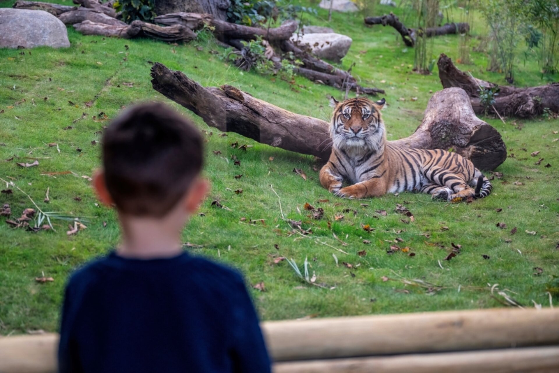 tiger cub in the grass at West Midlands Safari Park