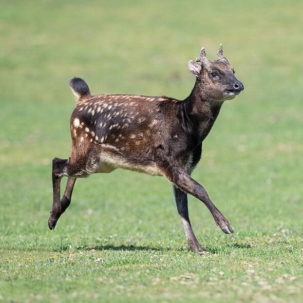 Spotted Deer