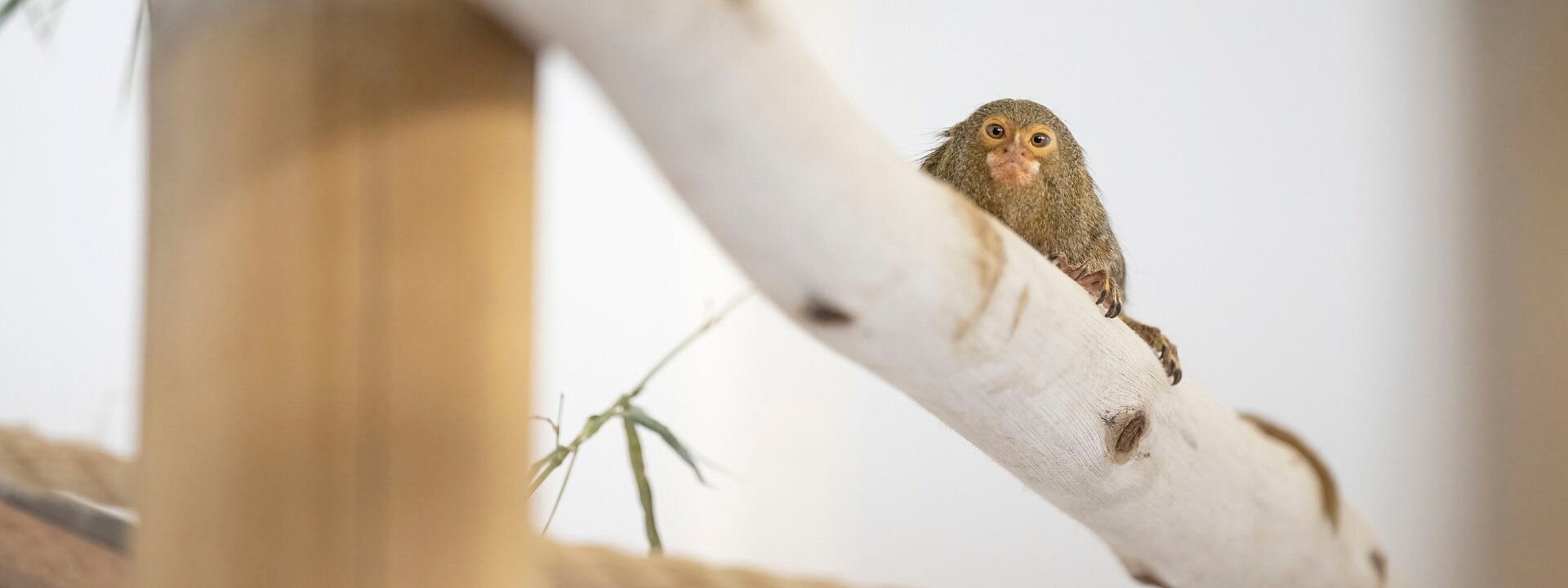 Pygmy Marmoset