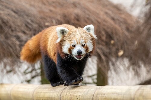 Red Panda