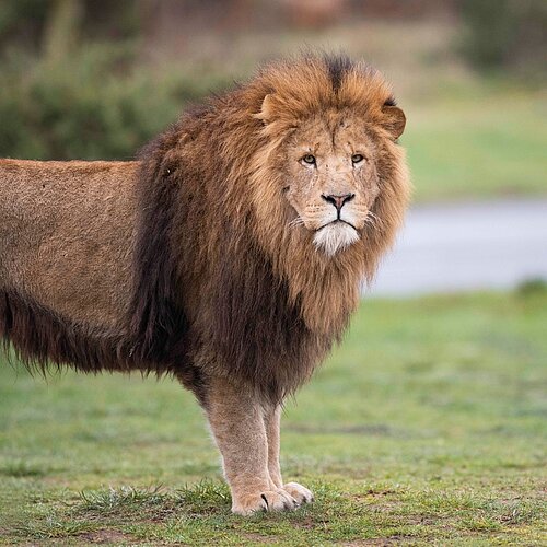 Lion