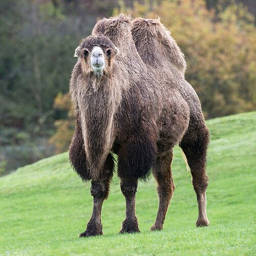 Camel