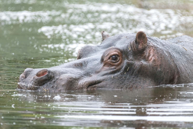 Common Hippo