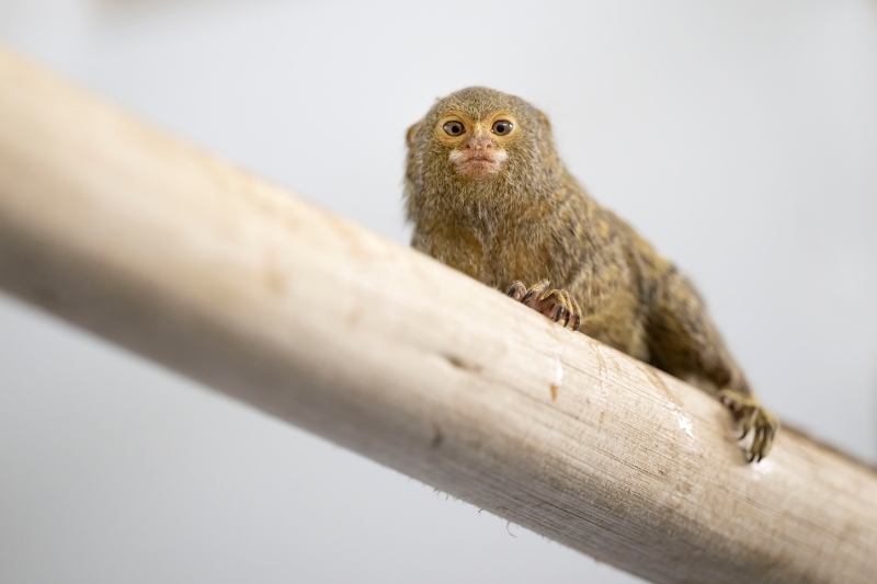 Pygmy Marmoset