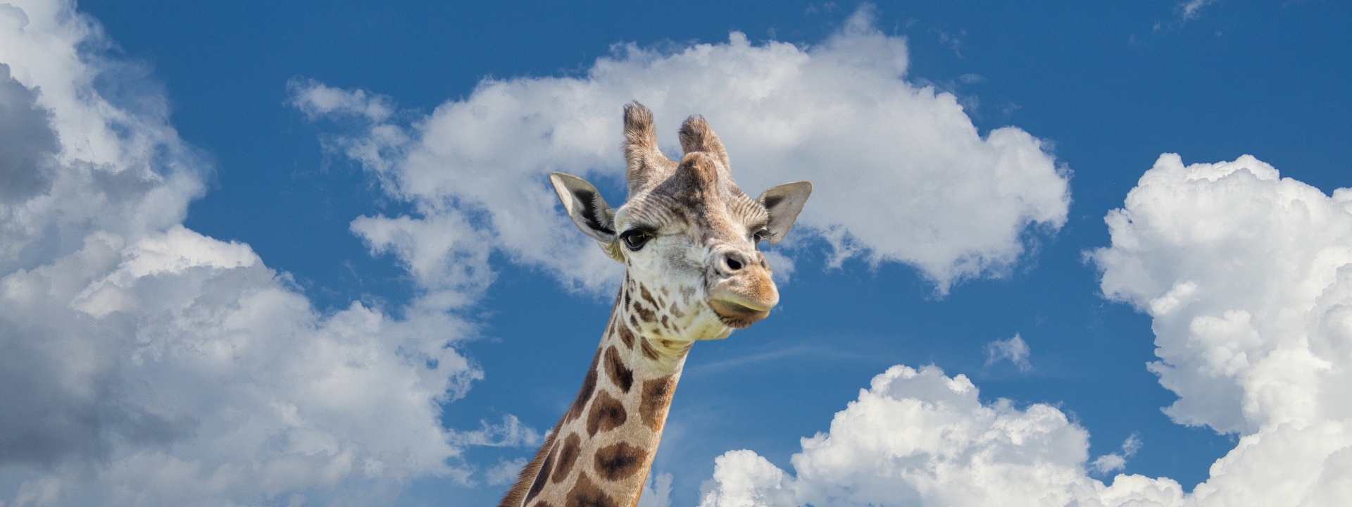 giraffe head against blue sky with clouds at West Midlands Safari Park