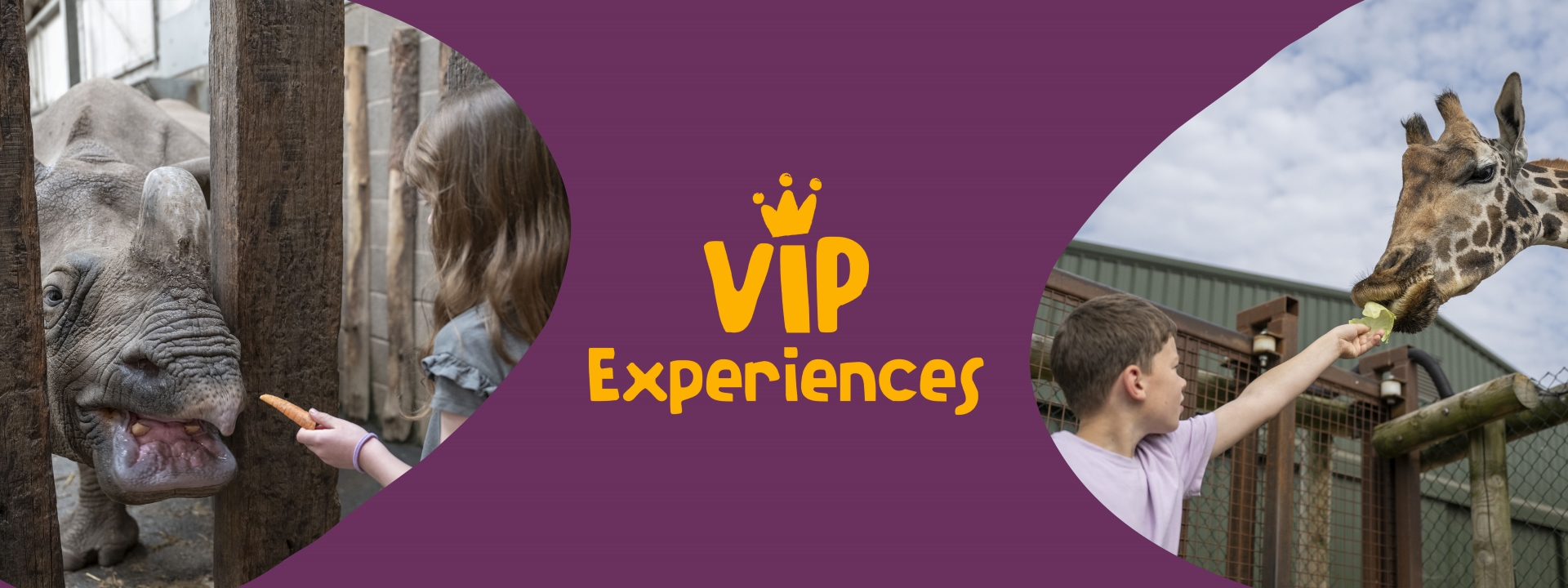 VIP Experiences at West Midlands Safari Park with Hippos and Giraffes